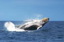 Imagen Las Ballenas Jorobadas 